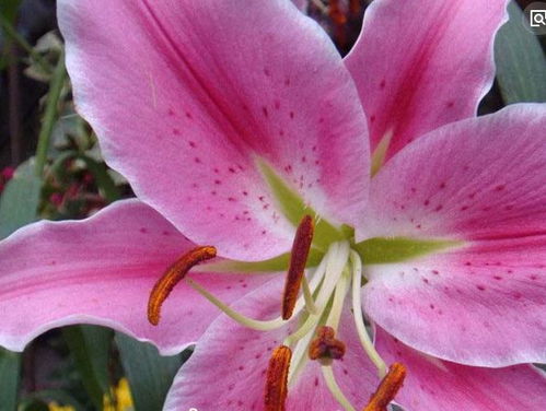 坚韧不拔，节节高升