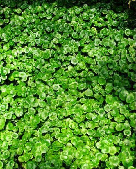 铜钱草种子，你说它是啥