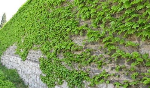 爬墙虎发芽的秘密