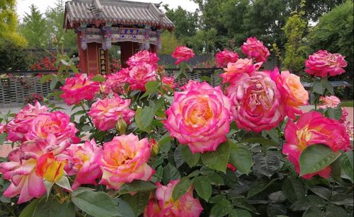 组织培养：高科技种植法