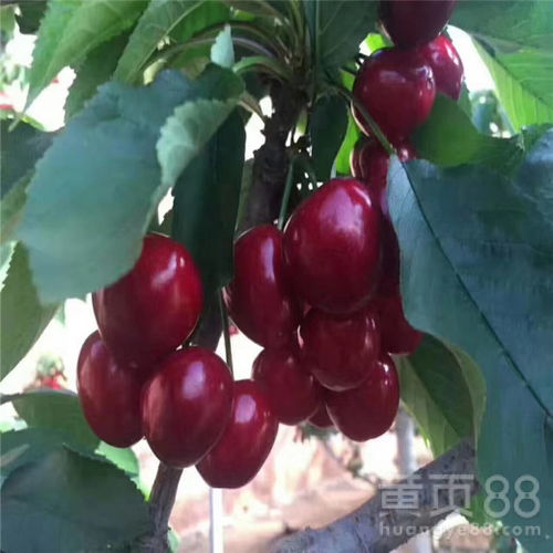 鲜核处理有讲究