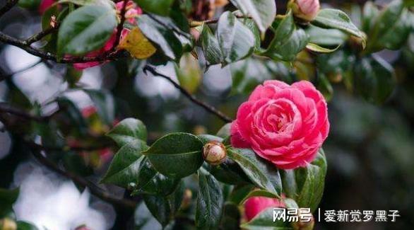 修剪过长枝条， 茶花梗美丽