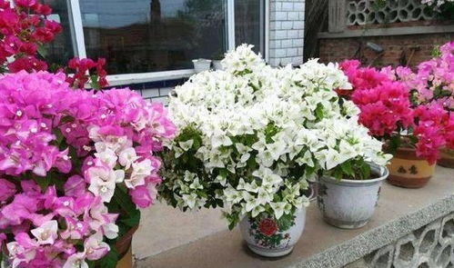 矮牵牛：入门好伴侣