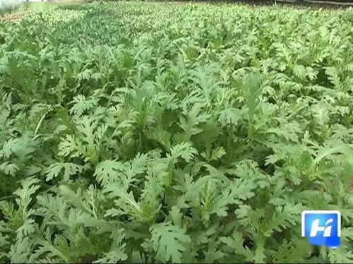 艾草种植的“一条龙”服务