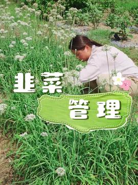 韭菜的特殊构造