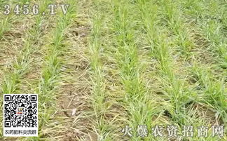 小麦尖黄原因探析