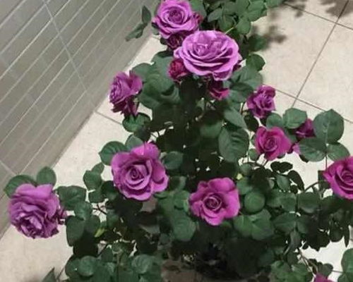 月季花，传说中的花中皇后养它难不难？