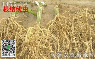 阿维菌素：韭菜病虫害的克星？