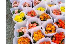 鲜枣保鲜与小包装技术革新，提升花卉市场竞争力