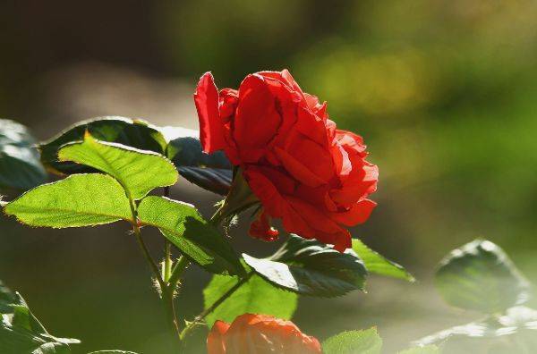 月季花养护全攻略， 从光照到施肥