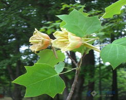 价格行情：海棠果苗木不贵， 但品种彳艮重要