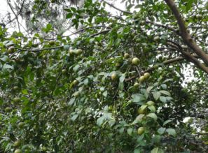 江西茶油树种植基地：掌握高效茶油生产秘诀！