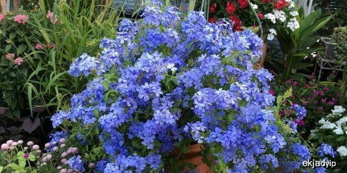 蓝雪花：夏日清新，花开如雪