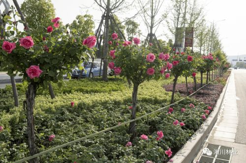 花开河南淅川， 月季扮靓山城