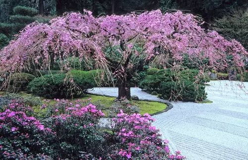 花园里有哪些花？不同季节适合种植的花卉清单