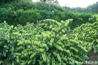 金银花种植方法难不难？老农教你轻松种好金银花