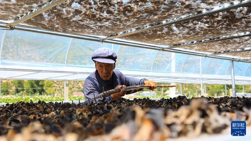 黑木耳产业带动经济发展，成为我国山区农民增收致富的重要途径