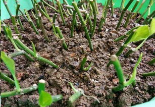 如何使用多菌灵防治盆栽荷花病害？