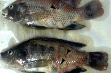 探寻罗非鱼杀手：农药大揭秘