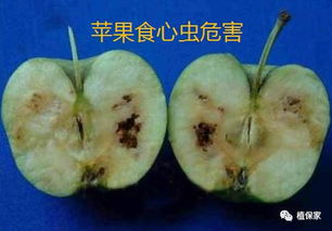 那些几乎不打农药的蔬菜水果