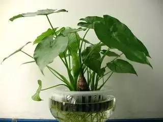 马醉木常见的虫害有哪些？它真的有毒