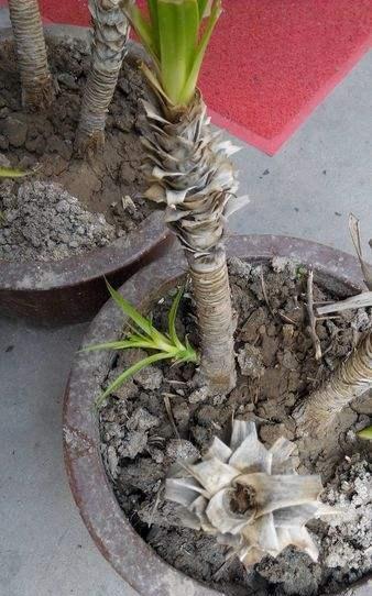 冻伤龙血树，如何恢复生机