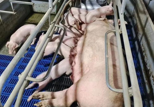 确保育肥猪安全度夏，关键在科学降温与营养管理
