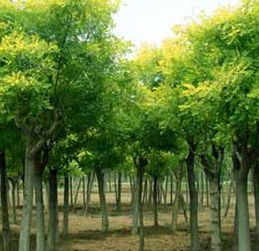 国槐的种植基地与批发价