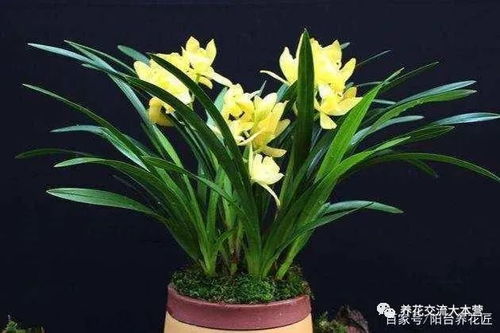 好盆器像透气的运动鞋