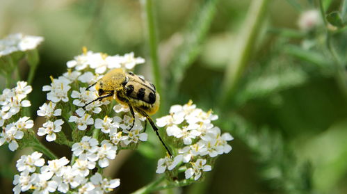 夏季浇水：避开烈日保护根系