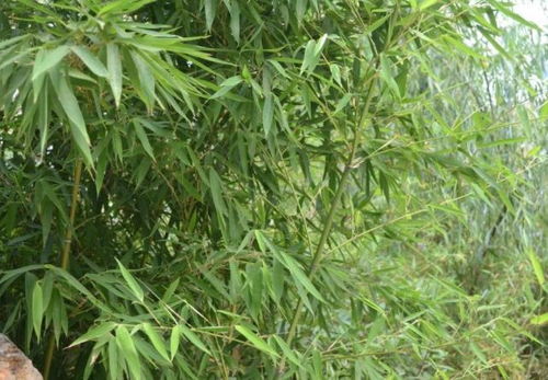 竹林清除大作战：揭秘高效除草剂