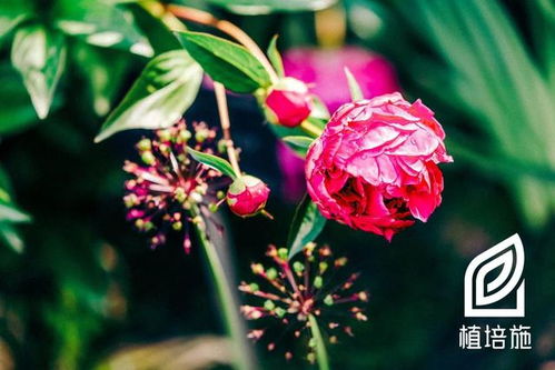 北方种植花卉小指南：50种宿根花卉与50种球根花卉全解析