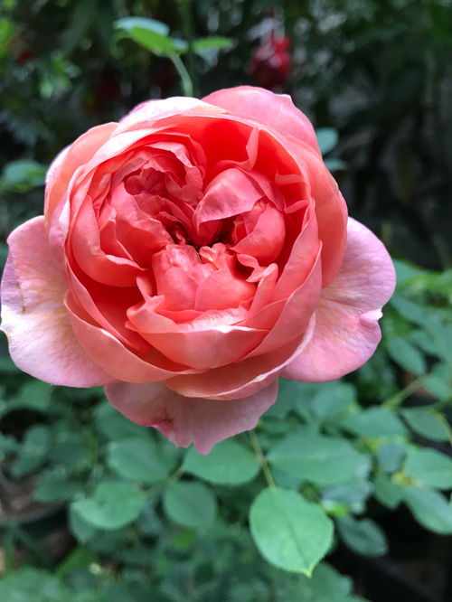 葡萄牙伊萨贝尔月季的花期是多久？