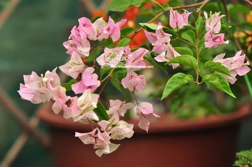 “盆栽三角梅、长寿花，撒一宝，无需施肥开爆花！”