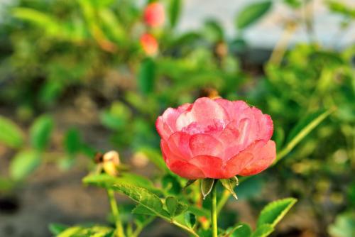 月季花的名字起源