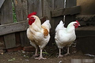 “三阶段循环养殖模式：育雏、育成、出栏一体化