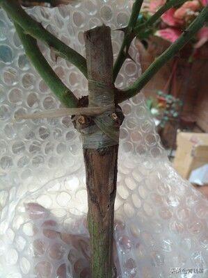 培育砧木， 选择合适的品种