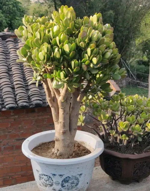绿植珊瑚如何养殖？水质、光照和营养如何平衡