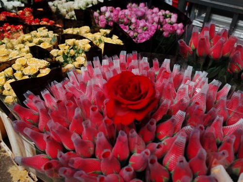 斗南花卉市场：花的海洋， 价格堪花眼