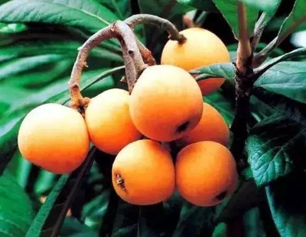 打顶的具体步骤，你学到了吗？