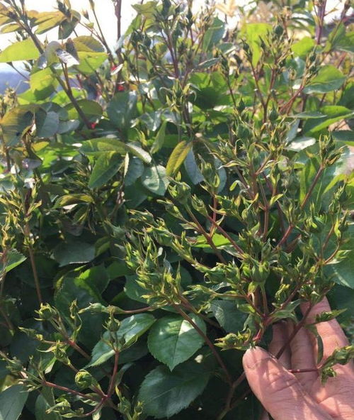 嫁接入门，树状月季新手的福利来啦！