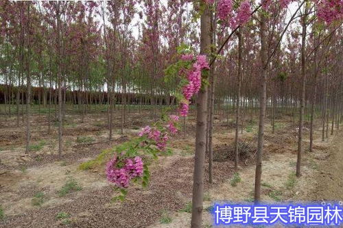 香花槐秋天移栽嫩活吗嗯？揭秘园林工不说的三个秘密