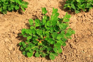 花生外观，一kan便知