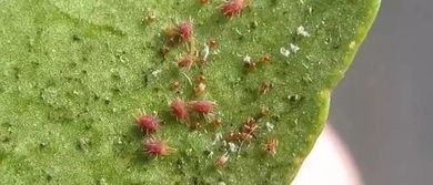 果园红蜘蛛的烦恼：己唑醇Neng否解忧？