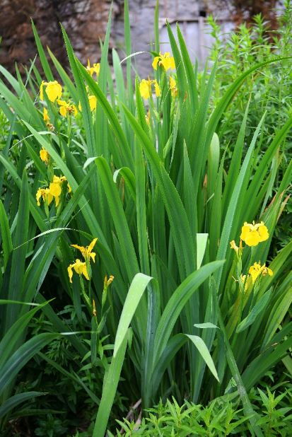 水生鸢尾种子晾晒全攻略