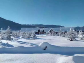 冰凌花开， 冰雪中的生命奇迹