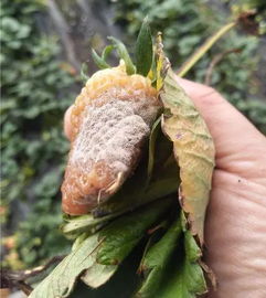 灰霉病的魔爪：丝瓜幼苗的噩梦