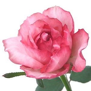 伊芙系列月季：花香浓郁， 多季开花的美丽使者