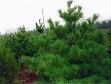 油松的生机勃勃