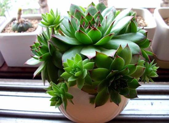 白花小松树多肉：养出小清新， 你需要知道这些